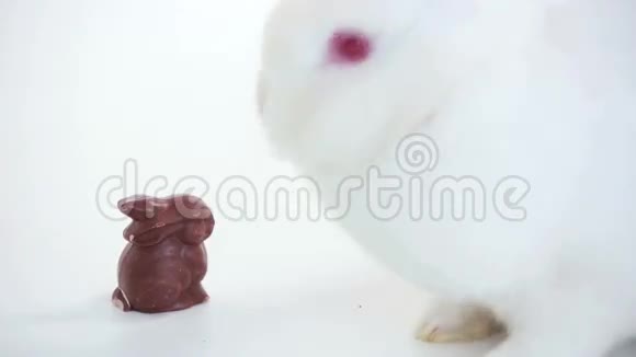 白兔嗅着巧克力兔子视频的预览图