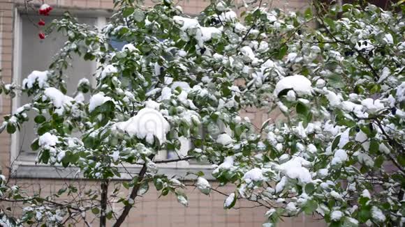 绿叶覆盖着雪视频的预览图