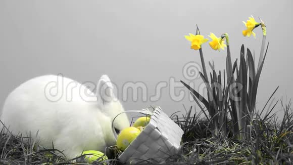 白兔用黄色水仙花和一篮子复活节彩蛋在草地上嗅嗅视频的预览图