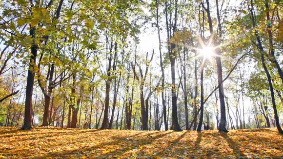 秋天公园里阳光透过树枝视频的预览图
