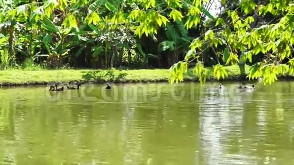 鸭子游泳湖与茂盛的自然视频的预览图
