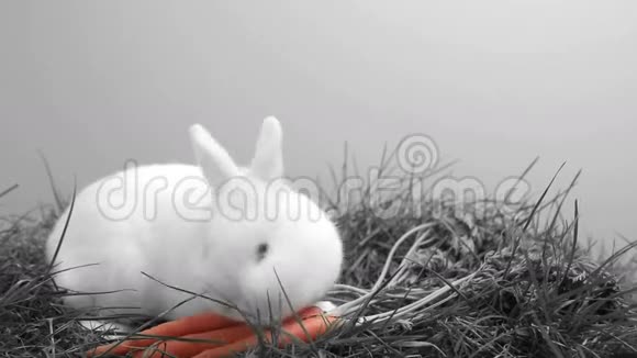 小白兔在草地和胡萝卜周围嗅嗅视频的预览图