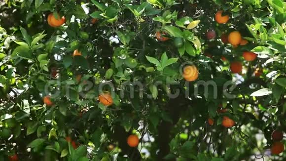 加州洛杉矶有水果的橙树视频的预览图