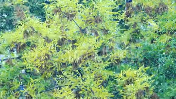黄枫叶滑动聚焦美丽神奇的秋树黄叶和令人难以置信的温暖平静的阳光视频的预览图