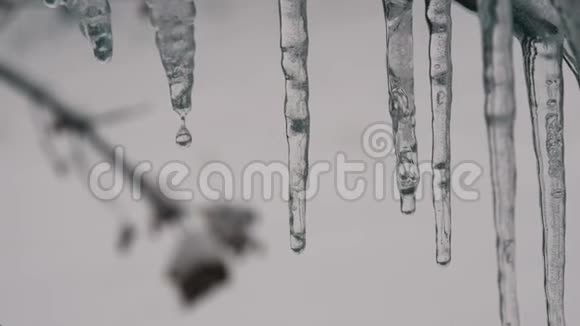 初春从屋顶上融化滴下的冰柱宏观近景透明漂亮的冰柱视频的预览图