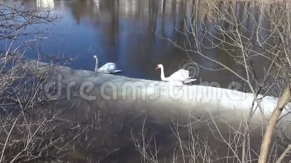 两只白色天鹅天鹅在春江上结冰视频的预览图