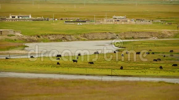 草原上的一群牦牛流经西藏草原视频的预览图