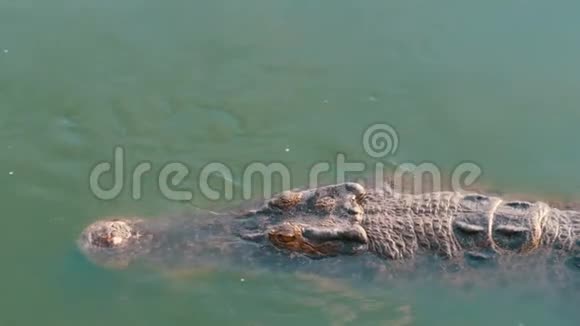 鳄鱼在绿色的水里游泳泰国芭堤雅鳄鱼农场视频的预览图