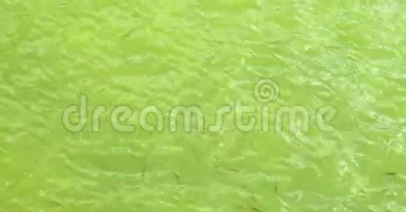 绿水鱼群游泳的最高景观视频的预览图