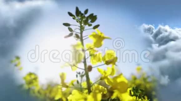 数字合成的花朵对抗天空和云的视频视频的预览图