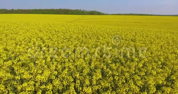 高空俯视春油菜花田盛开美丽的黄花菜花田4k架无人驾驶飞机视频的预览图