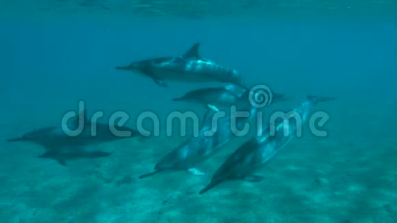 海豚在夏威夷马库亚山谷缓慢游动视频的预览图