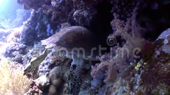 红海中巨大的爬行动物海鳖甲视频的预览图