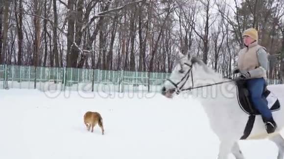 骑马的女骑师在围场里走动她完成了小跑多云宁静的冬日下了点雪慢动作脚视频的预览图