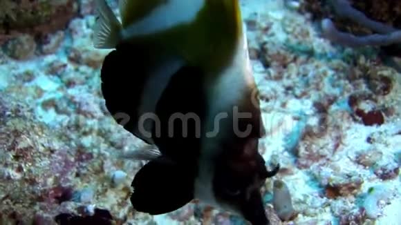 马尔代夫海底背景下的蝴蝶鱼视频的预览图