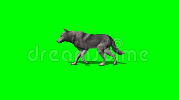 狼有影无影1绿屏视频的预览图