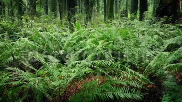 在凡尔登森林中移动过去的蕨类植物视频的预览图