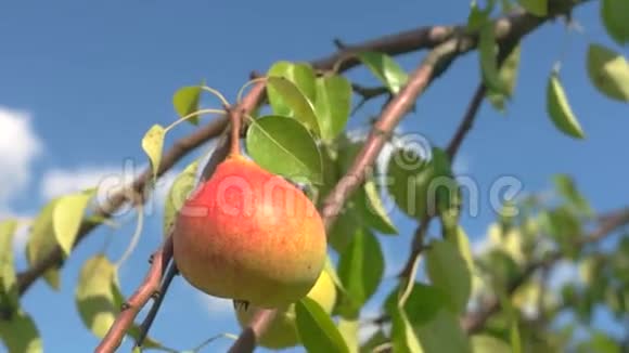 枝上的熟梨视频的预览图