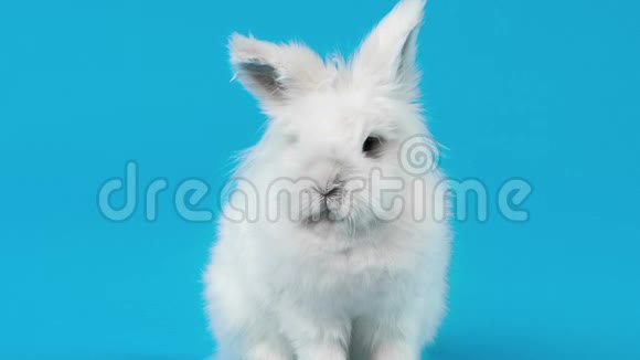 蓝屏白兔视频视频的预览图