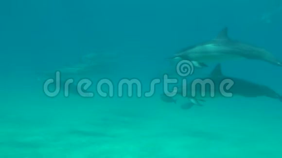 夏威夷马库阿谷的海豚游泳视频的预览图
