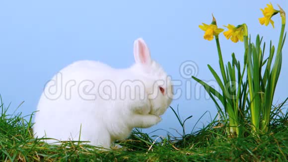可爱的白兔在水仙花旁边挠鼻子视频的预览图