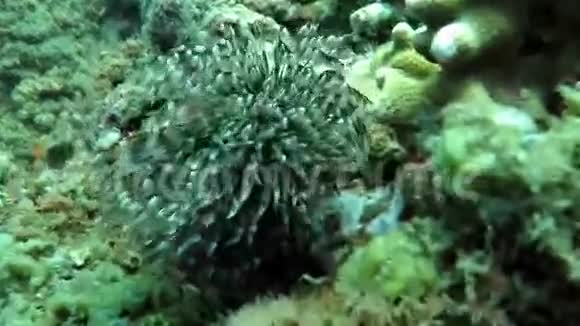 印尼巴厘岛的水下珊瑚和植物视频的预览图