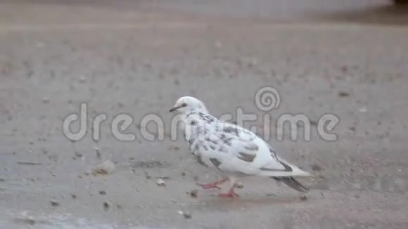 白鸽在地上行走慢动作视频视频的预览图