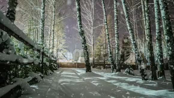 冬雪林中的软雪傍晚的冬景雪中的云杉枝视频循环视频的预览图