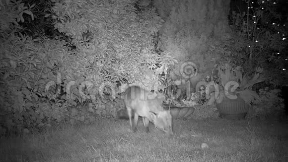 晚上在城市住宅花园里喂狐狸视频的预览图