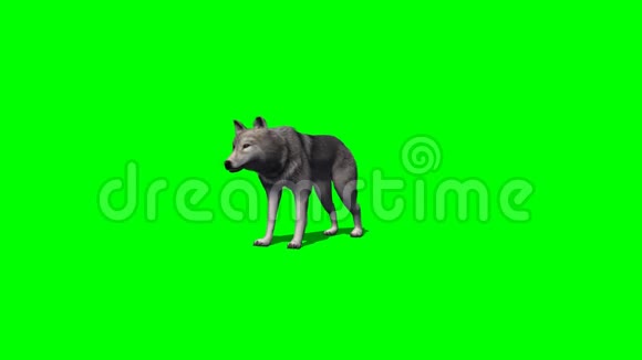 狼站着用阴影环顾四周4种不同的视角绿色屏幕视频的预览图