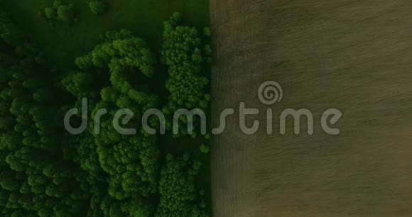 高空俯视春油菜花田盛开美丽的黄花菜花田4k架无人驾驶飞机视频的预览图