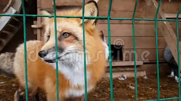 红狐和黑狐的雄性视频的预览图