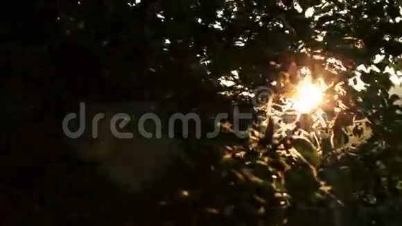 日落高清苹果树视频的预览图