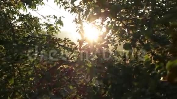 日落高清苹果树视频的预览图