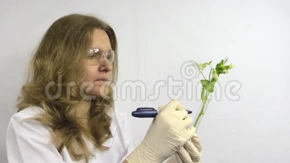 实验室的女人在烧瓶转基因豌豆上写数字视频的预览图