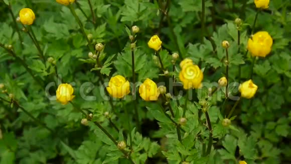 鲜艳的黄色盛开的春花鳞茎拍摄静态摄像机视频的预览图
