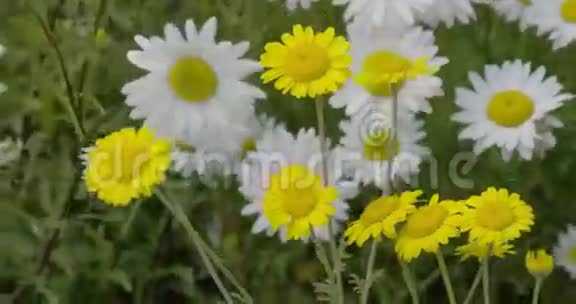 黄色和白色雏菊挥舞着4KFS700奥德赛7Q视频的预览图