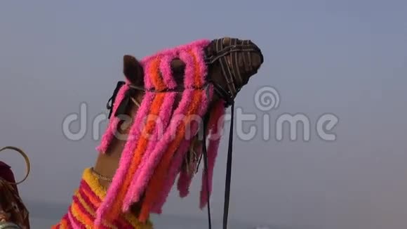 印度蓝天上的骆驼头视频的预览图