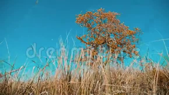 干树干草动秋叶干树靠蓝天枝上背景自然秋季生活方式视频的预览图