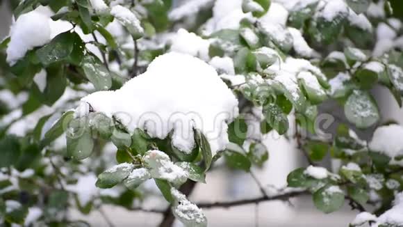 绿叶覆盖着雪视频的预览图