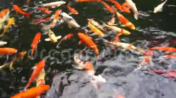 许多花鲤或叫锦鲤鱼在鲤鱼池里游泳视频的预览图