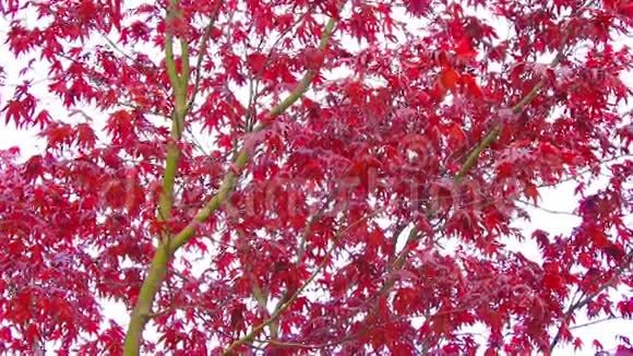 红枫树的树枝在风中镜头视频的预览图