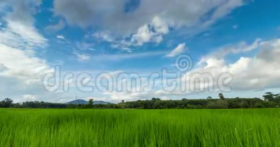 在泰国松赫拉云和天空越过稻田视频的预览图