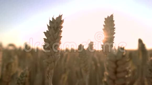 把小麦收起来视频的预览图
