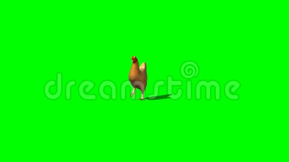 棕鸡走4块绿屏视频的预览图