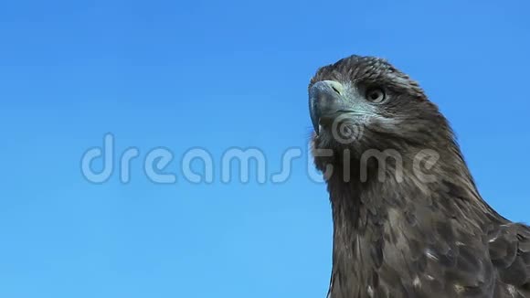 金色的鹰AquilaCrysaetos与蓝天视频的预览图