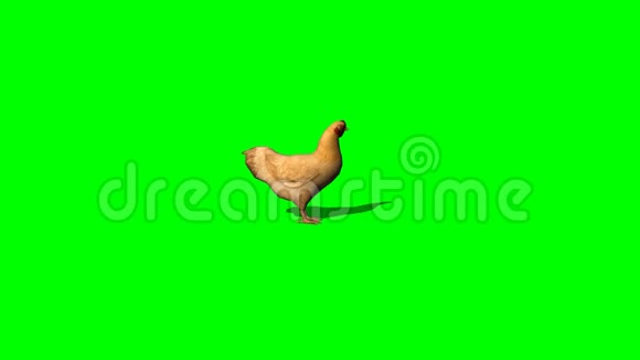 棕鸡闲置2绿屏视频的预览图