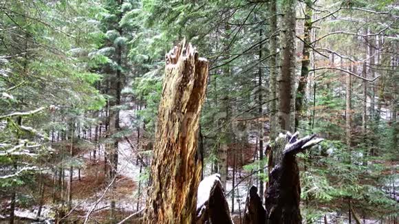 深秋时节初冬时节云杉杉树林中杉树山河小溪急流的大树干视频的预览图