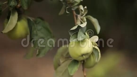 花园里的绿苹果视频的预览图