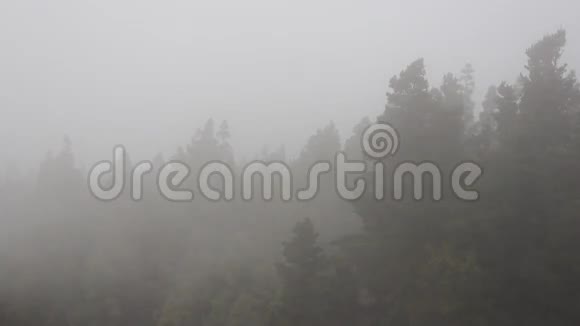 山上的雾林加那利群岛视频的预览图
